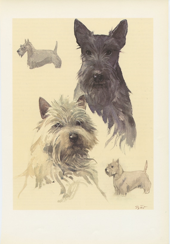English Picture Scottish Cairn Terrier Dog Dogs Puppy Puppies Vintage Art Poster 