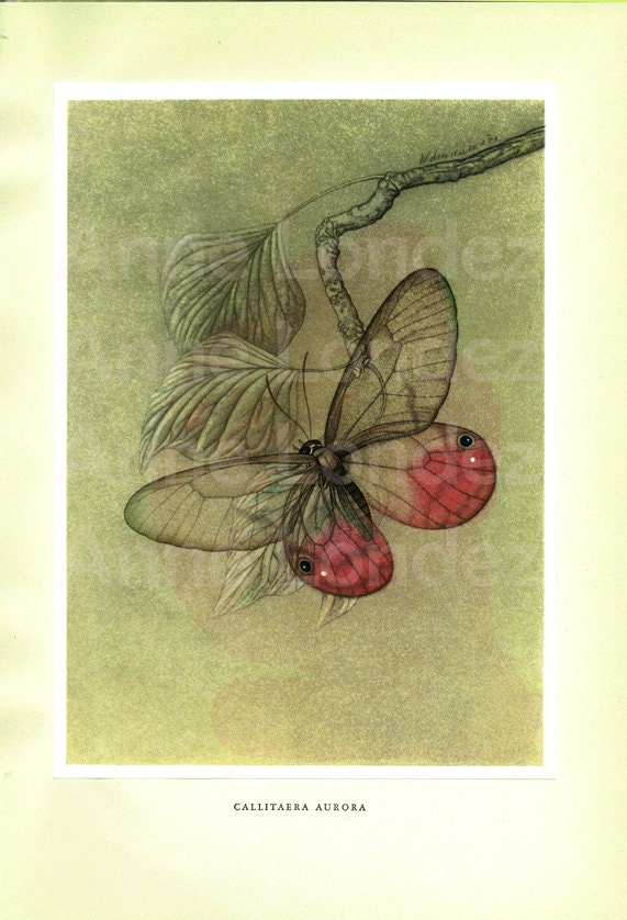 1950 Illustration de Papillon Tropical Ancienne Callitaera Aurora Gravure Vintage Cadeau Entomologie