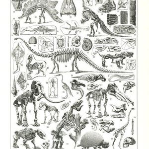 A3 Image digitale de squelettes vintage image à imprimer Paleontologie crânes décoration pour Halloween