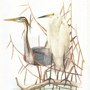 1962 Great egret & purple heron bird art for vintage wading bird decor. White water bird print gifts for bird nerds by Barruel - Cabincore Bild 4