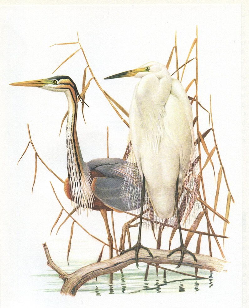 1962 Great egret & purple heron bird art for vintage wading bird decor. White water bird print gifts for bird nerds by Barruel - Cabincore Bild 4
