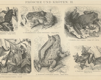 1894 Antique Frogs & Toads print for amphibian animal decor. Black white small German lithograph engraving dark academia cottagecore