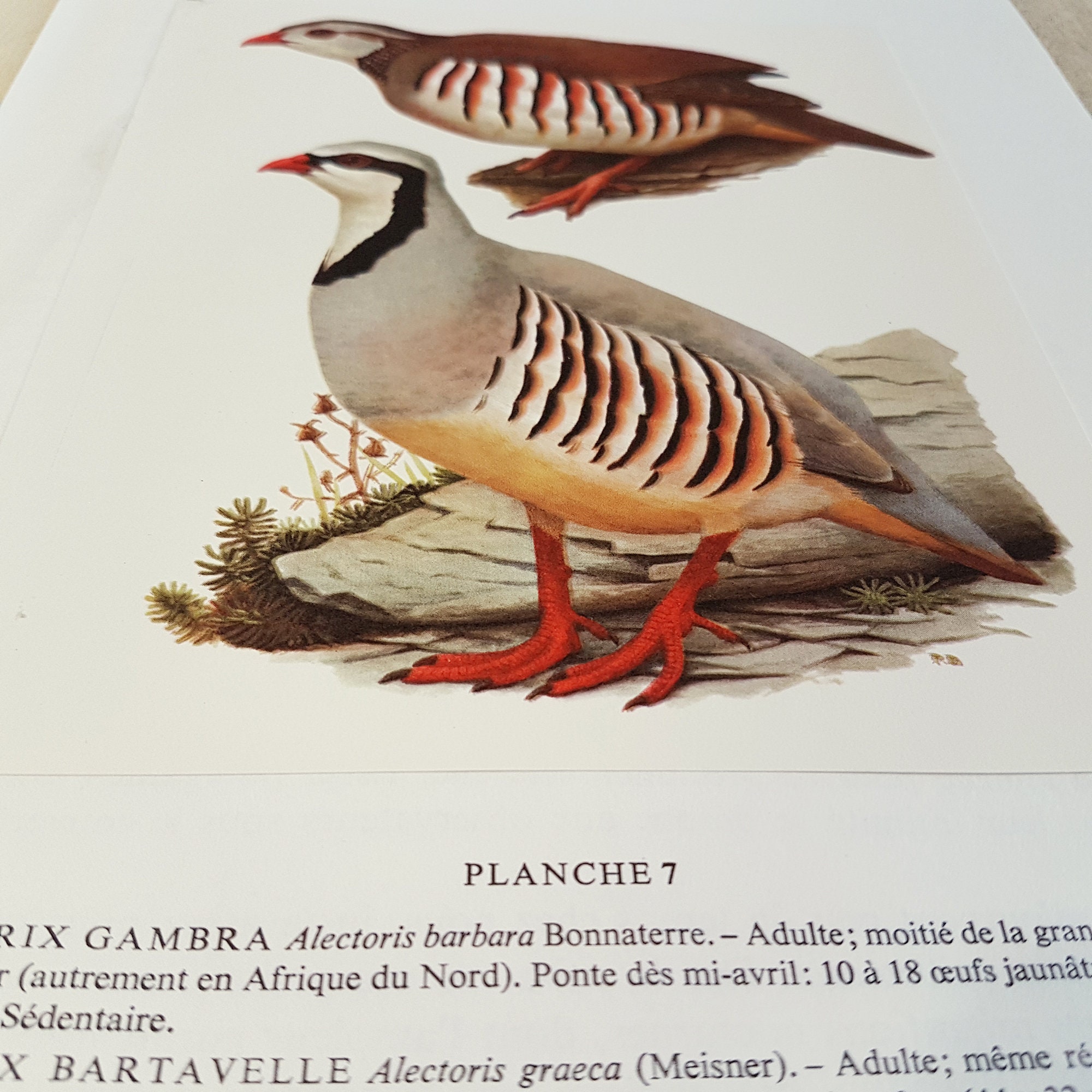 1960 Illustration de Perdrix Vintage Illustration Ancienne Image d'oiseaux Cadeau Ornithologue Déco 