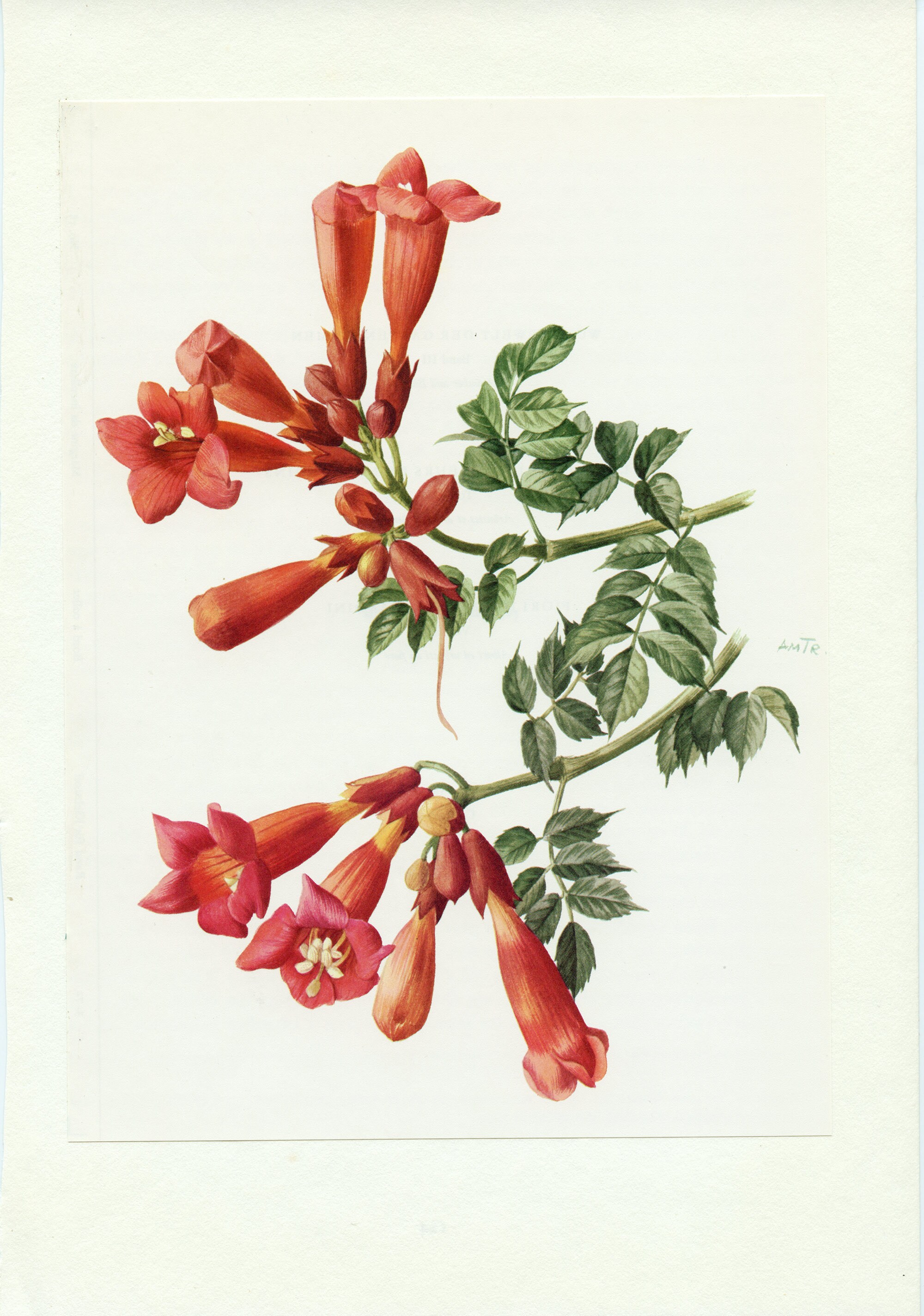 Illustration Botanique de Campsis Rouge Vintage 1972. Peinture Bignonia en Fleurs Rouges. Cadeau Pou