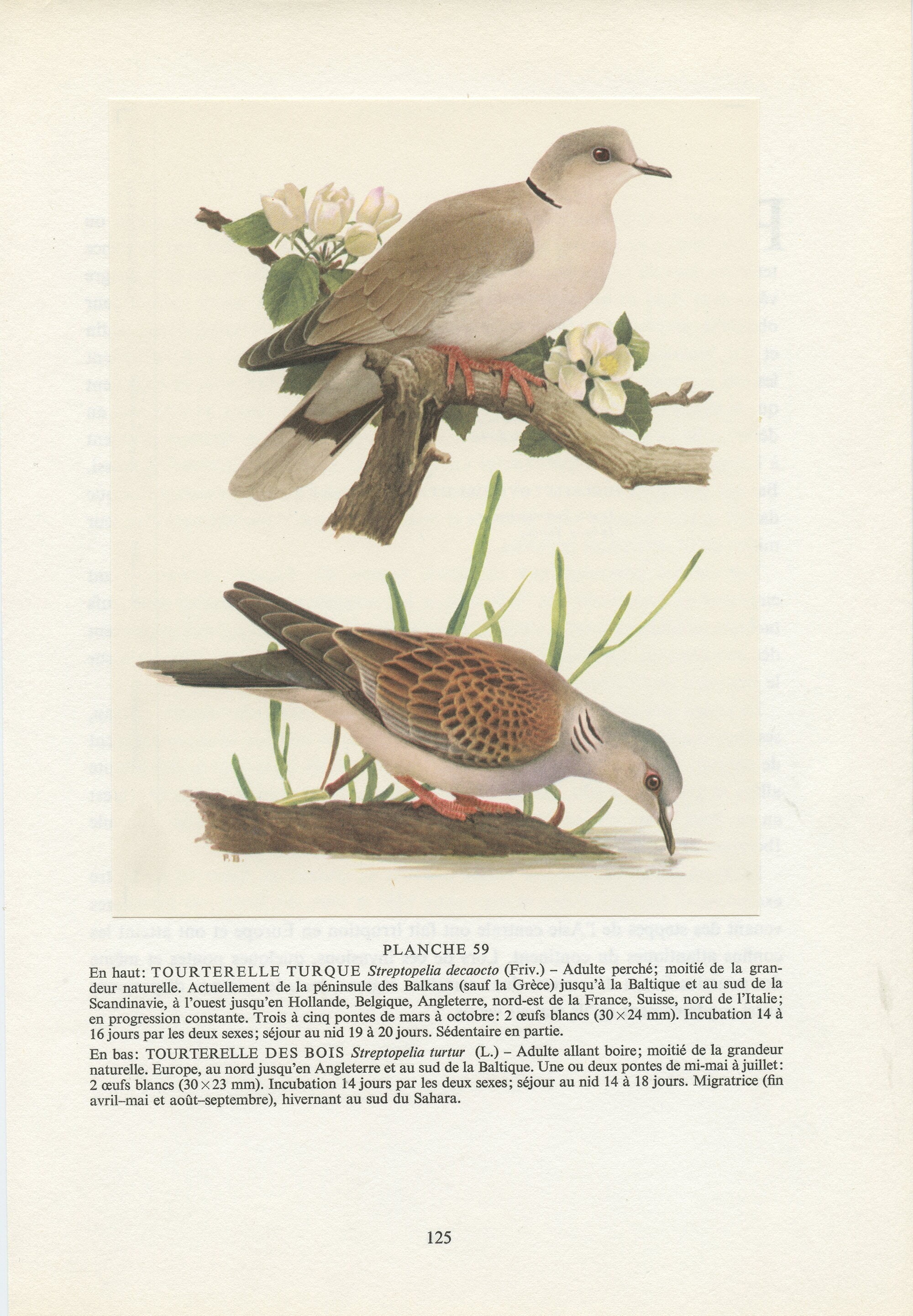 Tourterelle Des Bois + Turque 1961. Illustration d'oiseaux Vintage Paul Barruel. Décoration Murale O