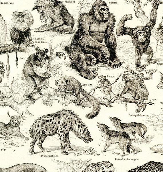 1948 Vintage Animal Art French Wall Wildlife Art. Antique Mammals
