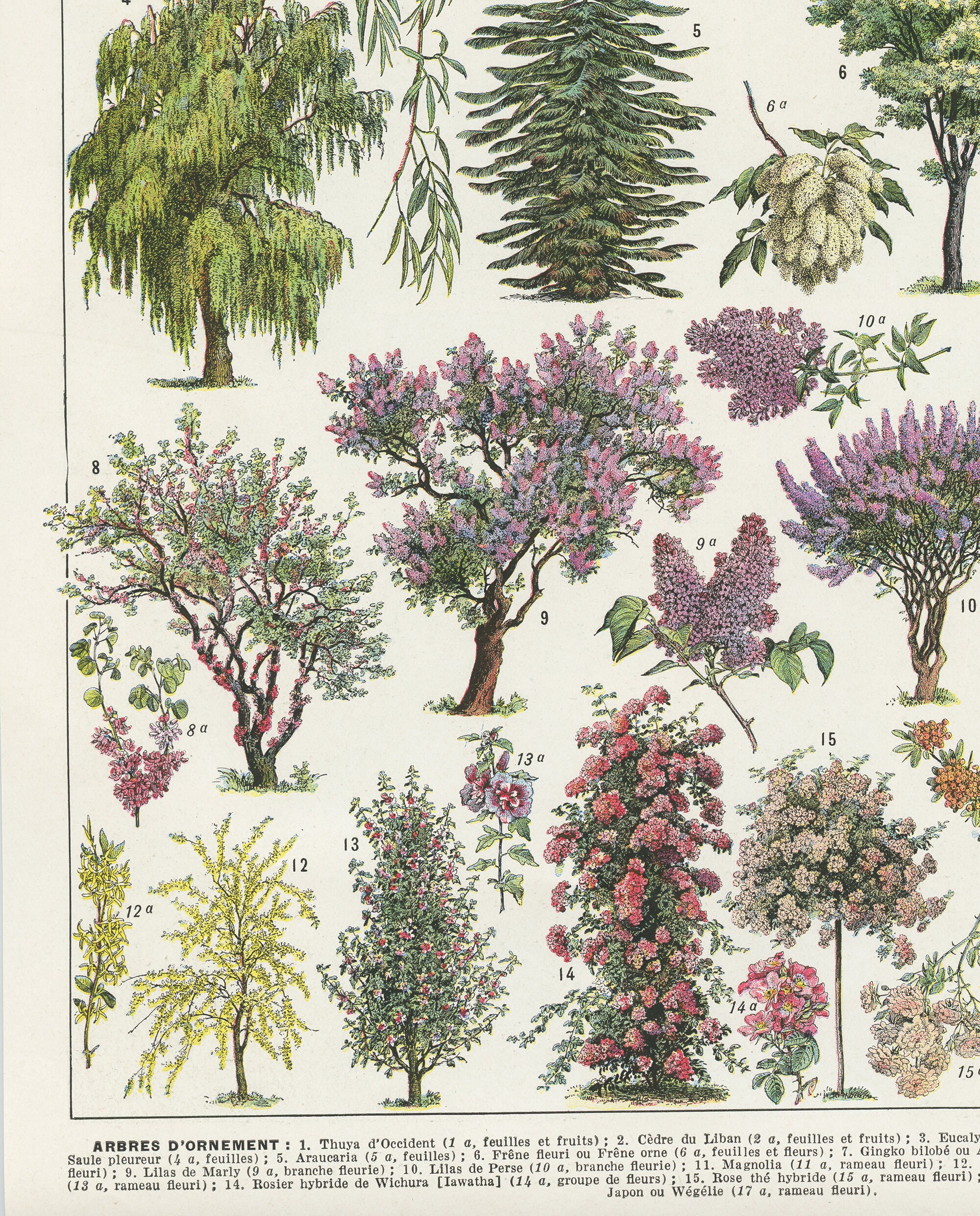Arbres 1936 Illustration Botanique Vintage Images d'arbres Page de Dictionnaire Image Buissons Jardi