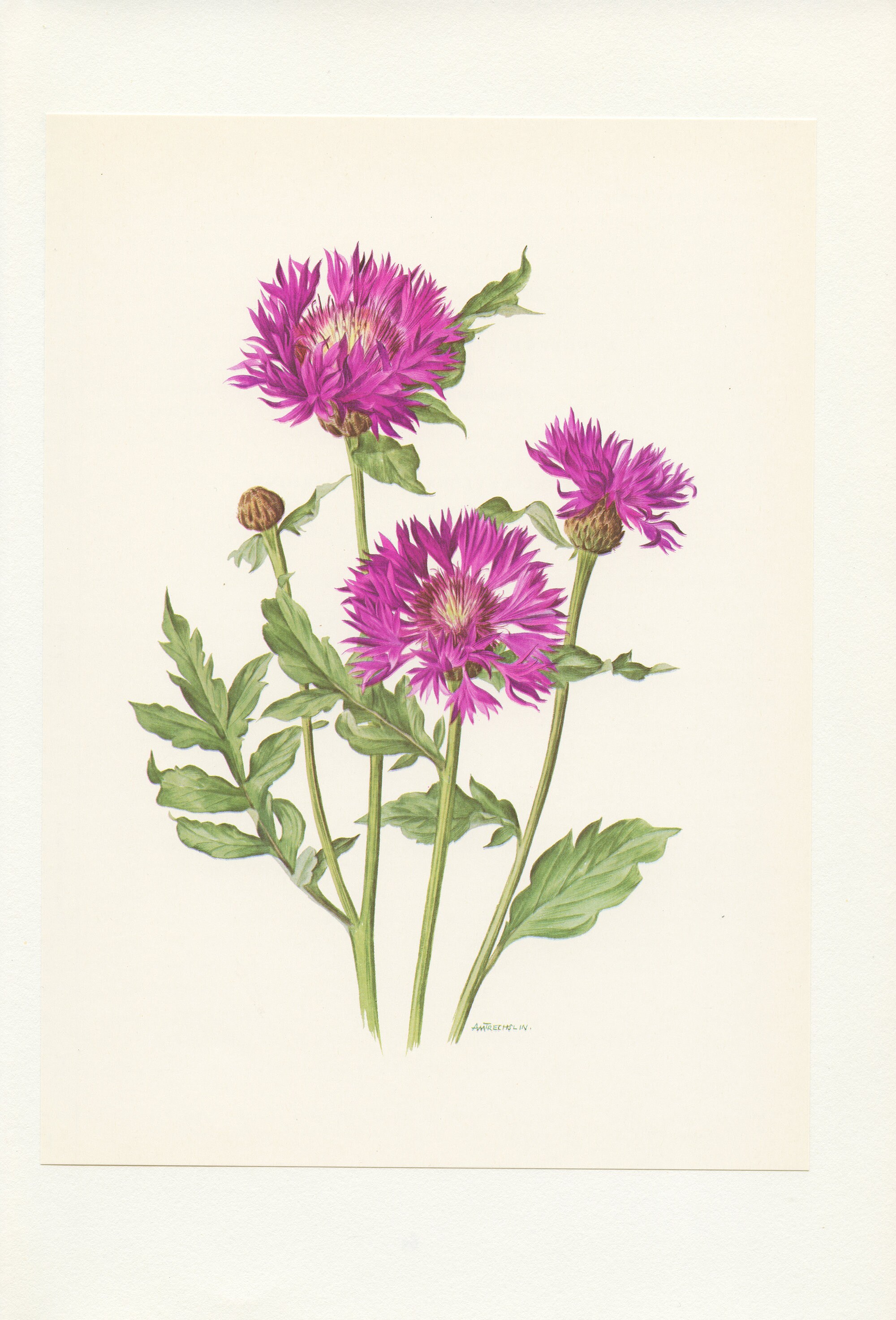 1972 Illustration Botanique Vintage de Centaurée. Poster Fleurs Roses Décoration Deco Cadeau Pour Ja