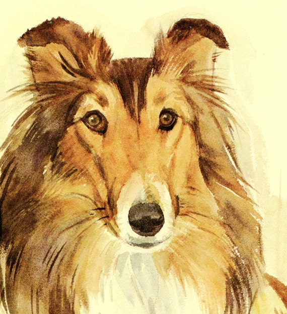 1975 Vintage Illustration de Chien Poster Collie Cadeau Berger Aquarelle Peinture Collie