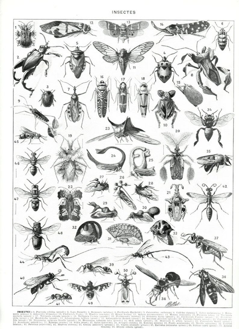 Insects Print 1936 Vintage Vintage Insect Art Antique Insect Etsy