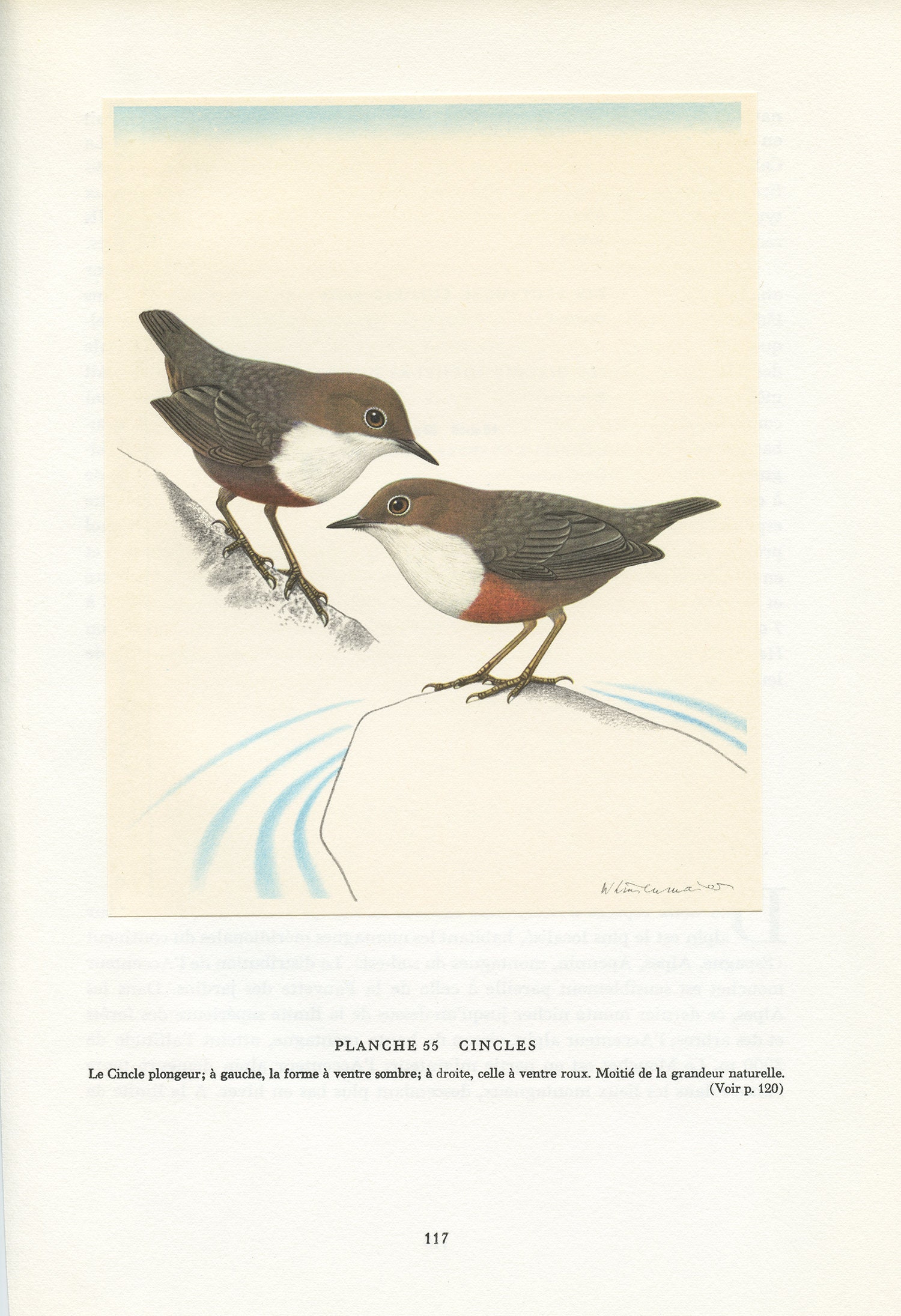 1961 Illustration de Cincles Plongeurs Vintage. Petite Affiche d'oiseaux Aquatiques. Décoration Mura