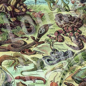 1922 Vintage Reptiles poster VIntage Snake wall art Reptiles print Snakes art Reptile decor Snake gift French dictionary page classroom