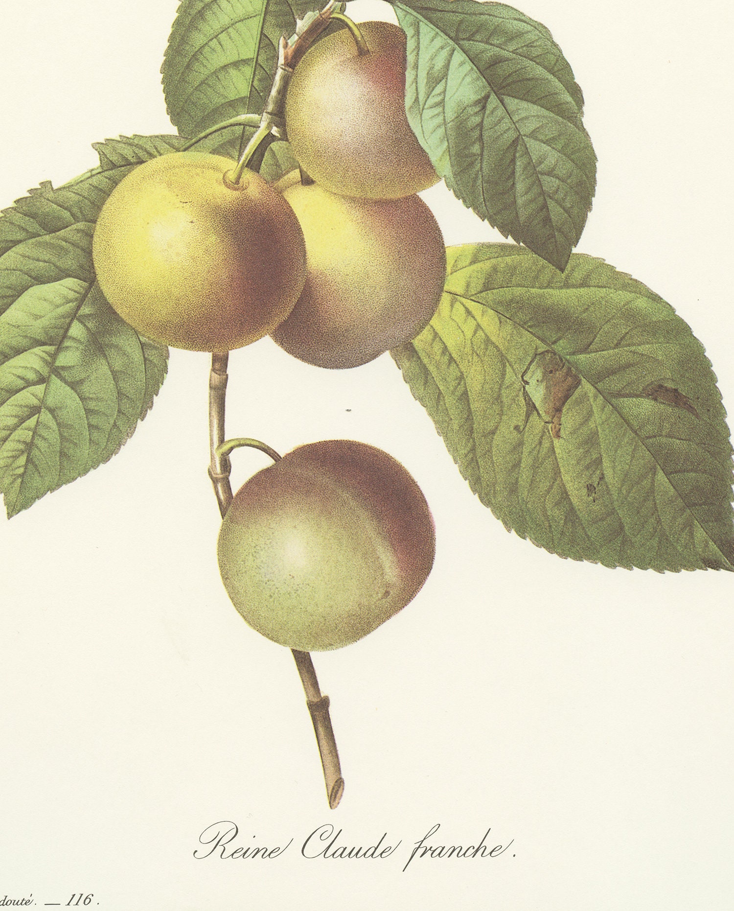 1986 Illustration Botanique