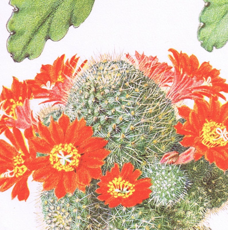 1954 Vintage cactus print Rebutia Chrysacantha botanical print. Sall red cactus wall art for desert wall decor. Gardener gift. Office decor image 3