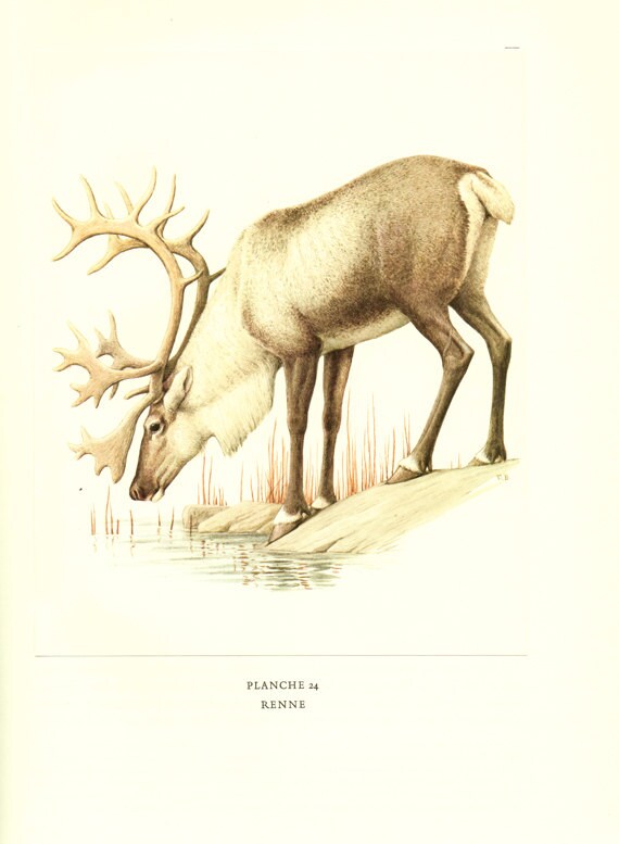 1970 Vintage Illustration de Renne Vintage Image Illustration Animalière Déco Nature Cadeau Mammifèr