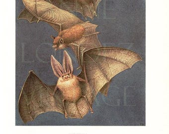 1970 vintage Pipistrelle Bat print. Antique bat art for halloween animal decor. Bat illustration gift painting. Nocturnal animal. Grannycore