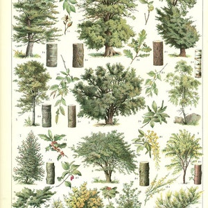 Botanical Art Tree Poster 1936 Vintage Botanical Poster Vintage French ...