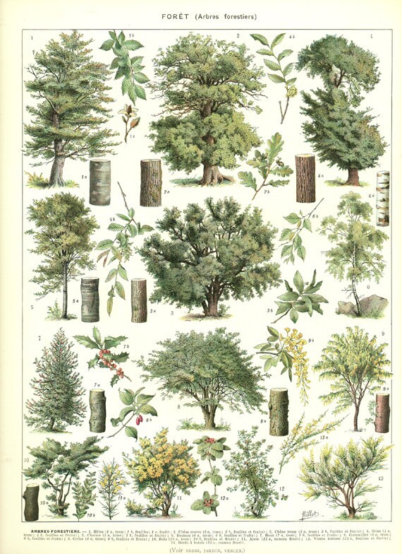 1936 Illustration Botanique Vintage Images d'arbres Page de Dictionnaire Image Fôret Jardins