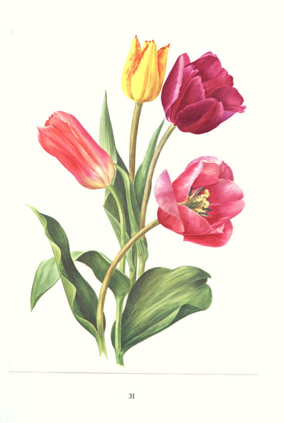 Purple Pink & Yellow Tulip Wall Art From 1964. Spring Flowers Wall