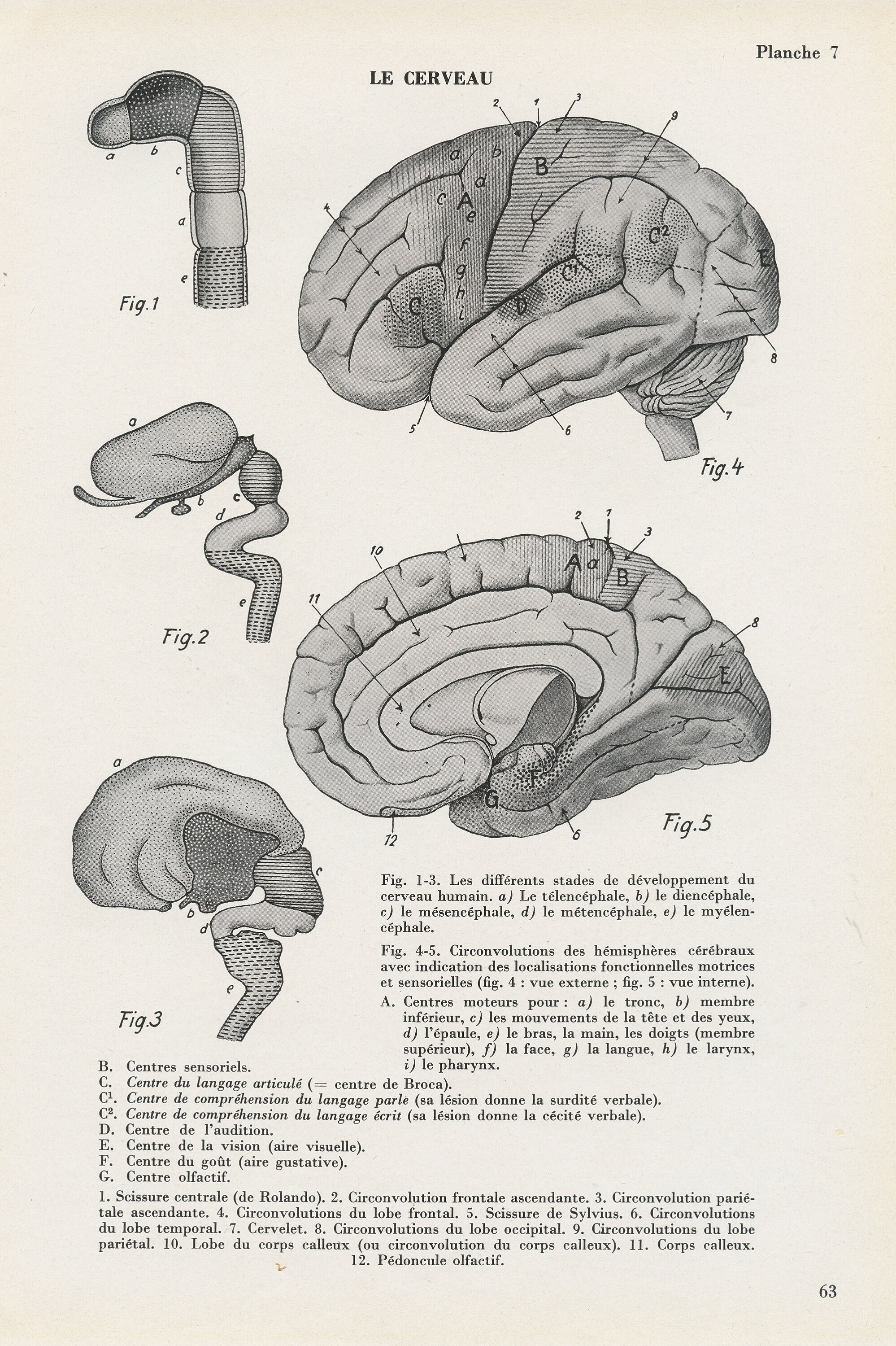 Gravure Médicale Du Cerveau Vintage de 1962. Illustration Des Nerfs. Décoration Cabinet Cadeau Pour
