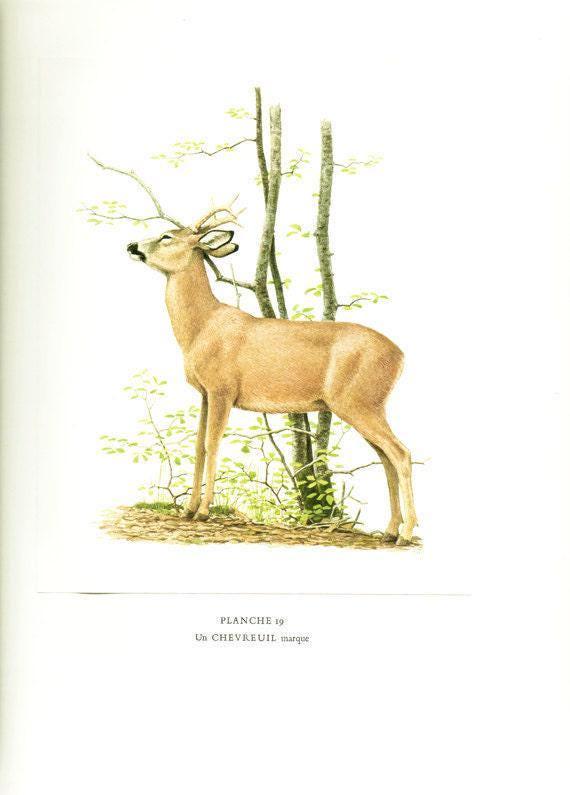 1970 Vintage Roe Deer Poster Forest Animal Art Roe Poster French Print ...