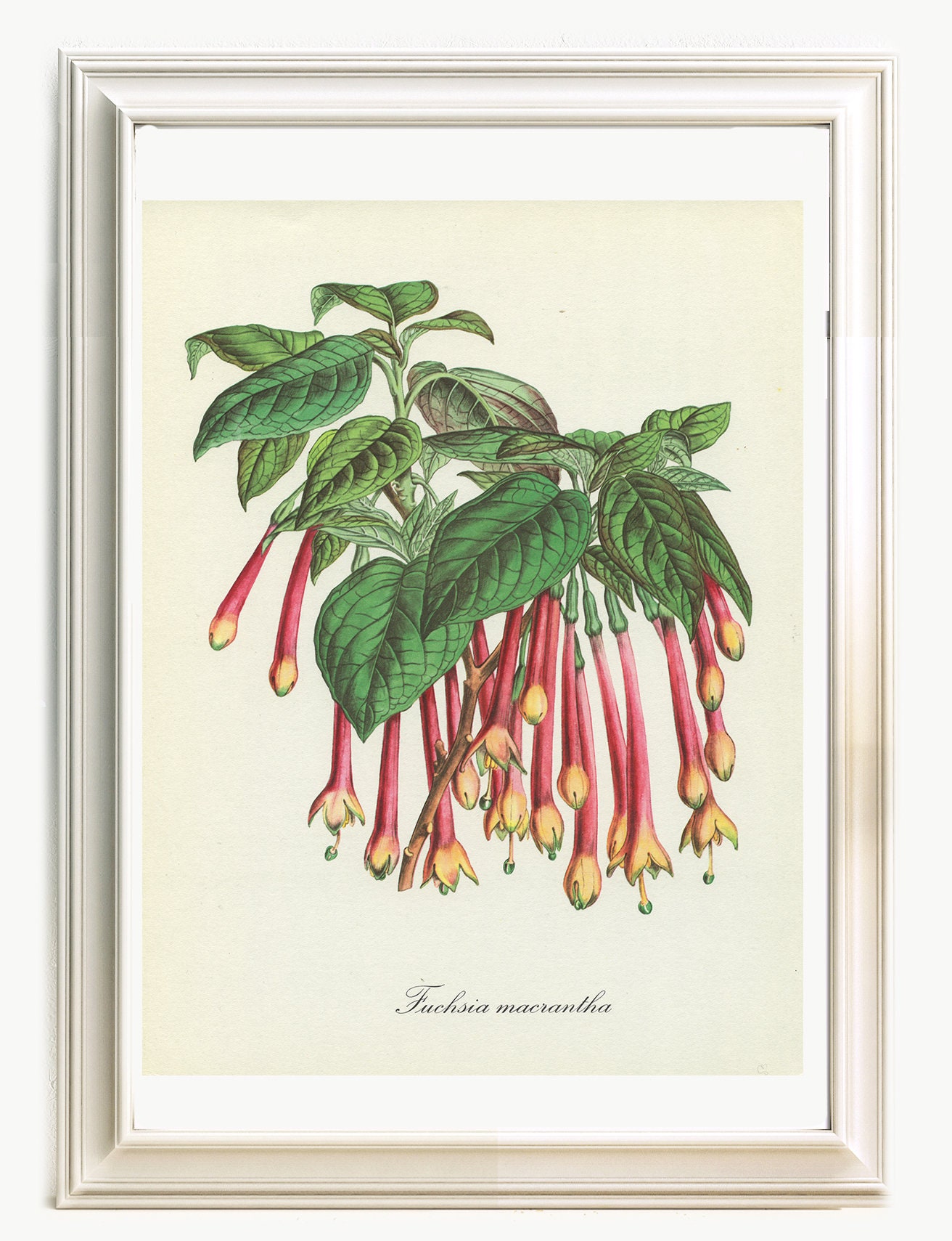 1967 Illustration Botanique de Fuchsia Macrantha Par J. Madelin. Deco Florale Plantes Vintage. Petit