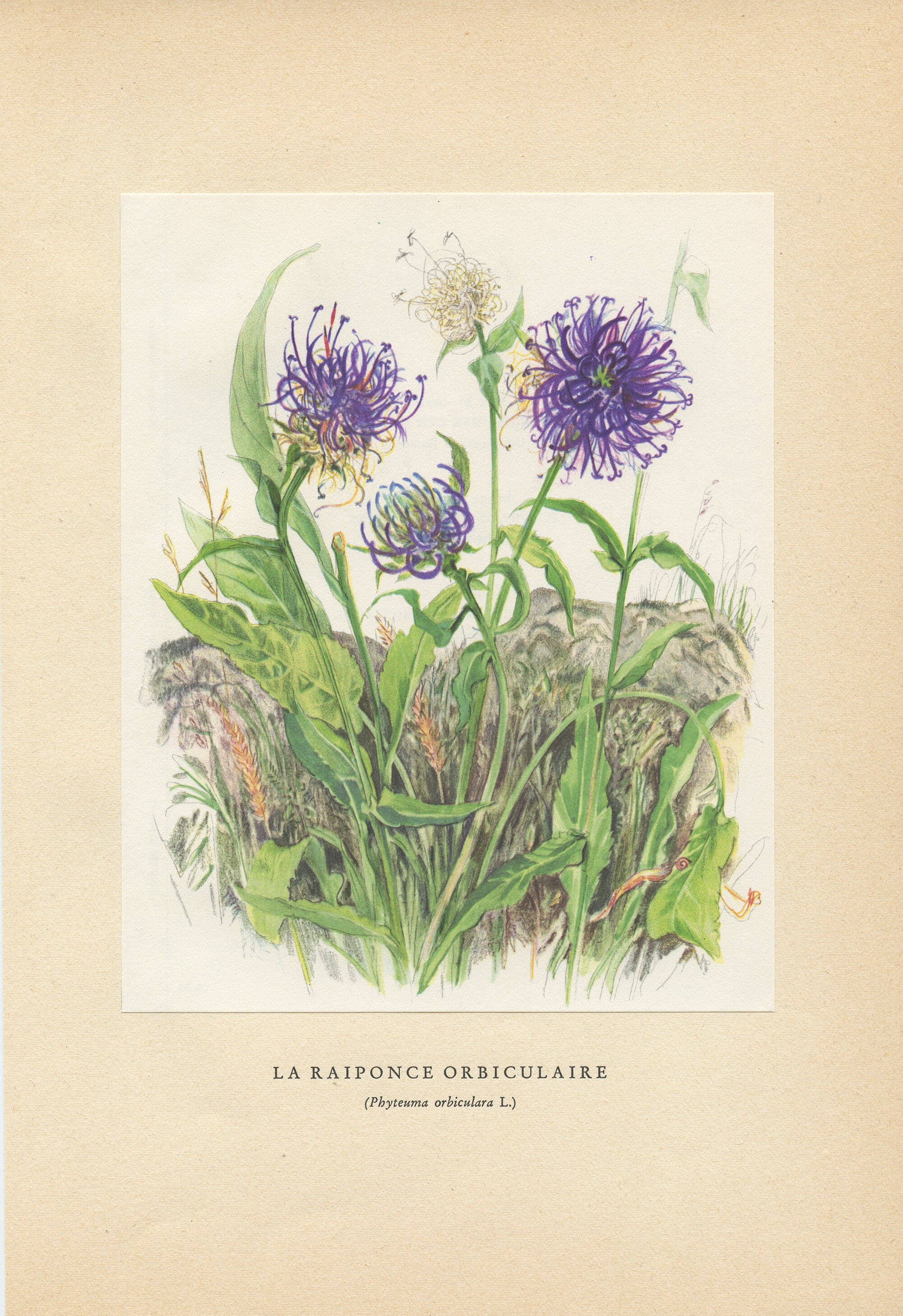 Illustration de Raiponce Violette 1959 Vintage. Petite Affiche Fleurs Sauvages Violettes. Art Botani