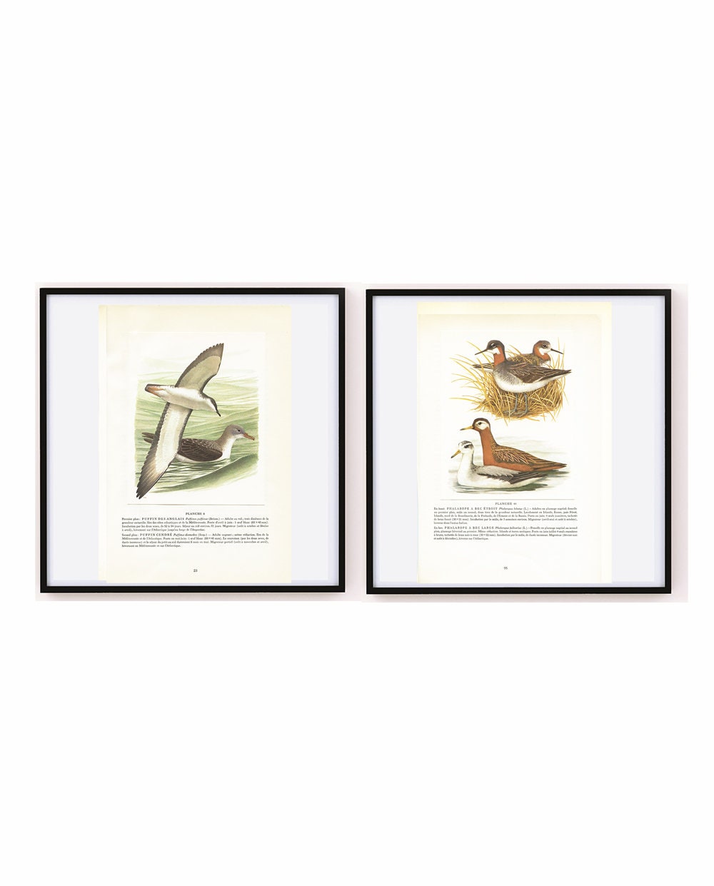 Puffin Des Anglais, Phalarope Vintage 1962 Oiseaux Marins, Bord de Mer, Décoration Plage, Cadeau Orn