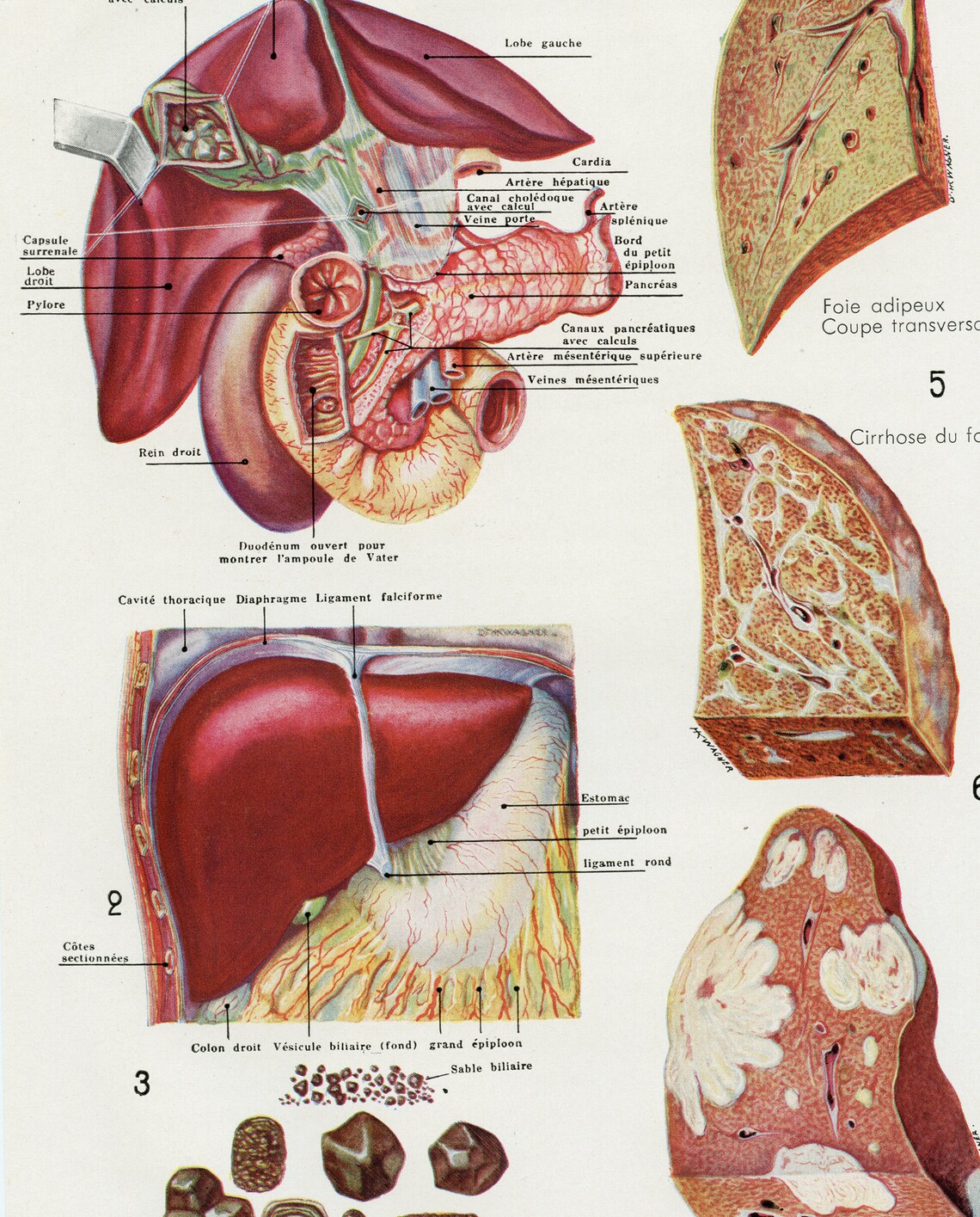 Small French Vintage Liver Medical Print 1938. Antique Anatomy - Etsy UK