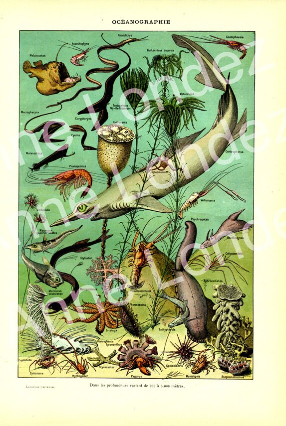 Illustration de Poissons Vintage 1922 Image Oceanographie Page Dictionnaire Français 1922