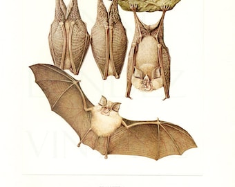 1970 Vintage bat print Bat poster Antique bat art Bat decor Rinolophe Bat gift Antique bat illustration Bat painting Bat wall hanging