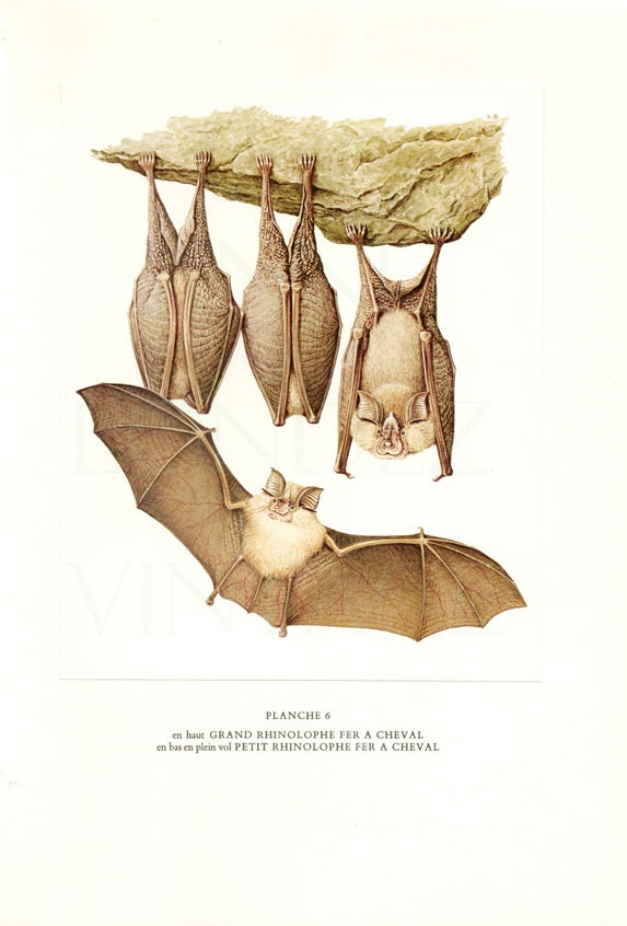 1970 Illustration de Chauve Souris Vintage Rhinolphe Image Poster Vampire Cadeau Souris