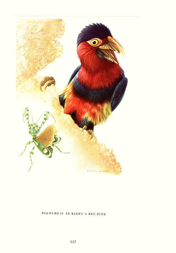 Illustration de Barbu à Bec Ridé 1961 Illustration Ancienne Barbu Image d'oiseau Deco Cadeau Ornitho