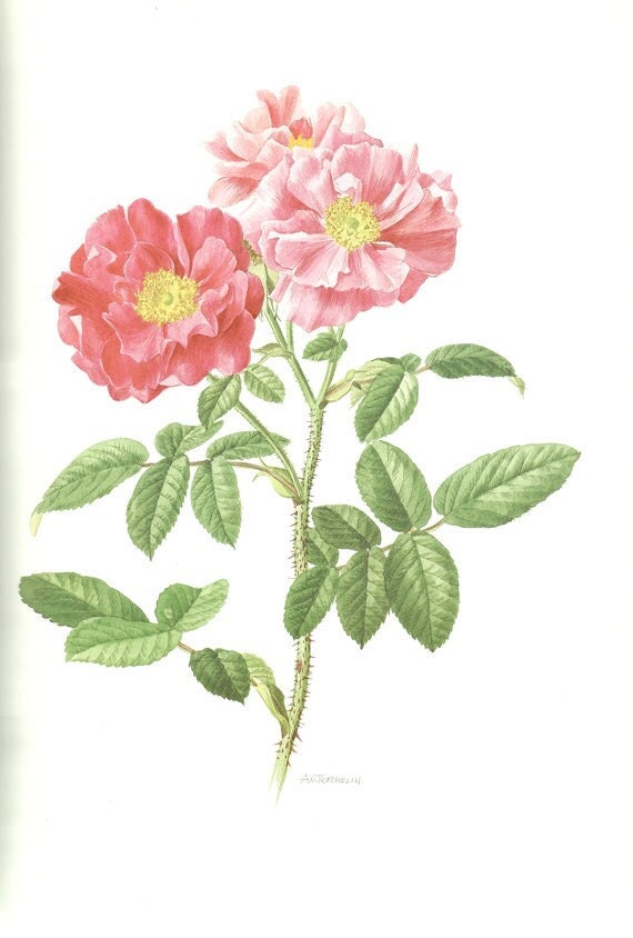 Illustration de Rosa Gallica Officinalis Vintage 1985 Illustration Florale Ancienne. Art Botanique. 
