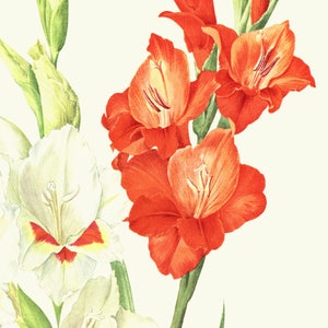 Gladiolus flowers art, 1964 Vintage botanical art, Red gladiolus flower, White gladioli artwork, small watercolor poster, cottage decor image 4