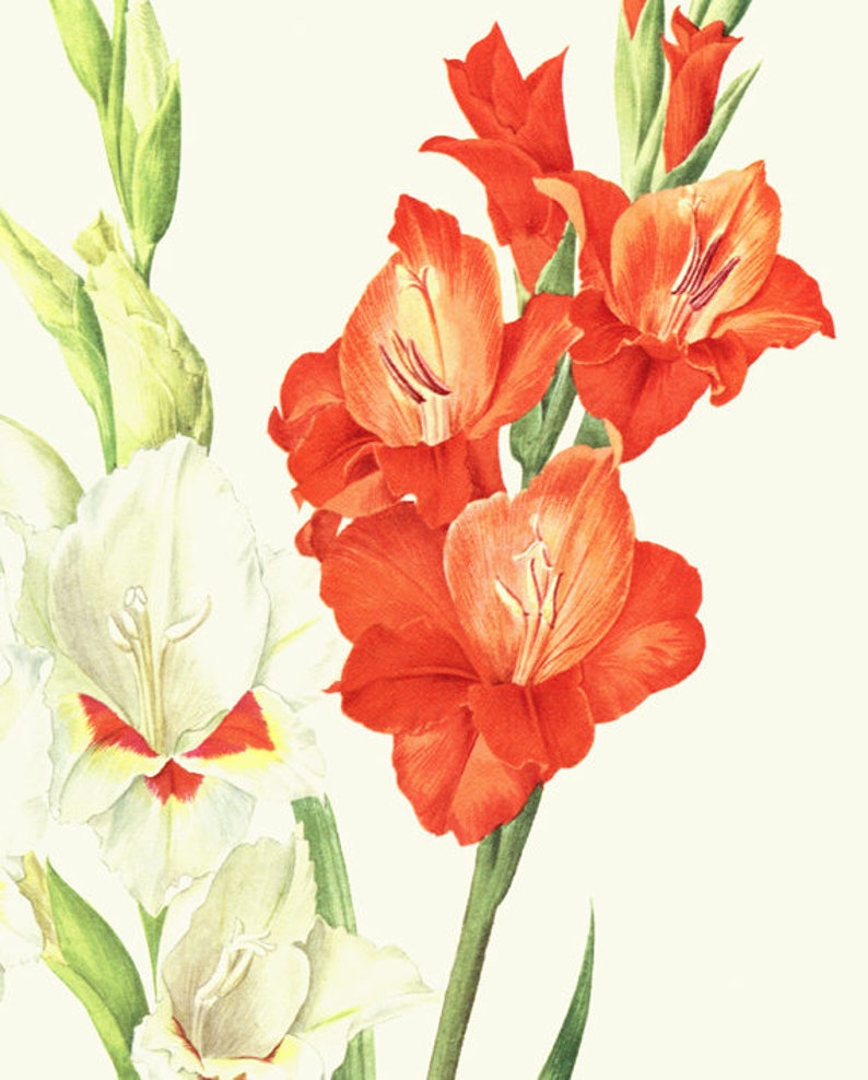Gladiolus flowers art, 1964 Vintage botanical art, Red gladiolus flower, White gladioli artwork, small watercolor poster, cottage decor image 4