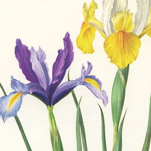 Purple Holland Iris Wall Art Print 1964 Vintage Botanical Art Yellow ...