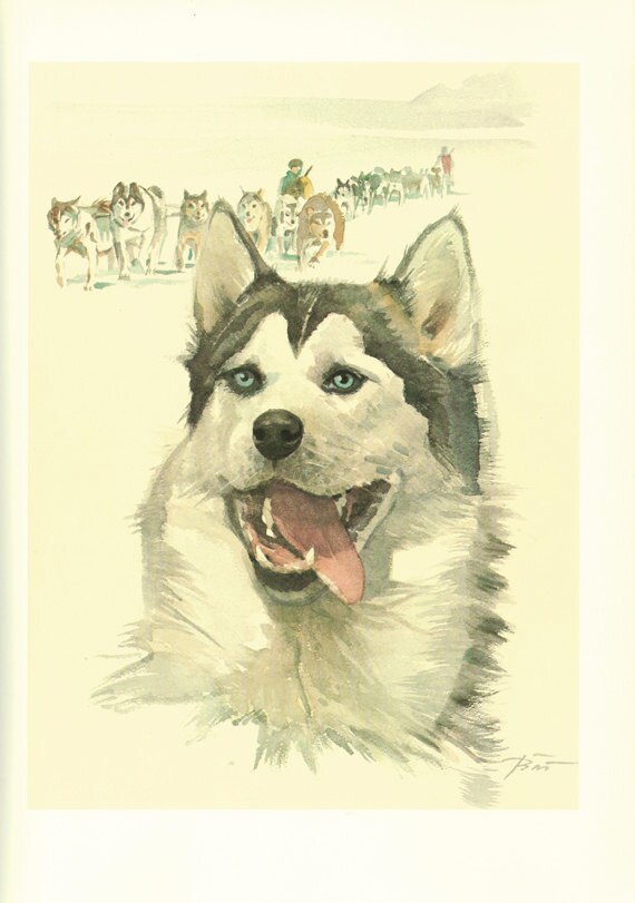 1975 Illustration de Husky Vintage Poster Sibérien Cadeau Chien Aquarelle Image Peinture Chien