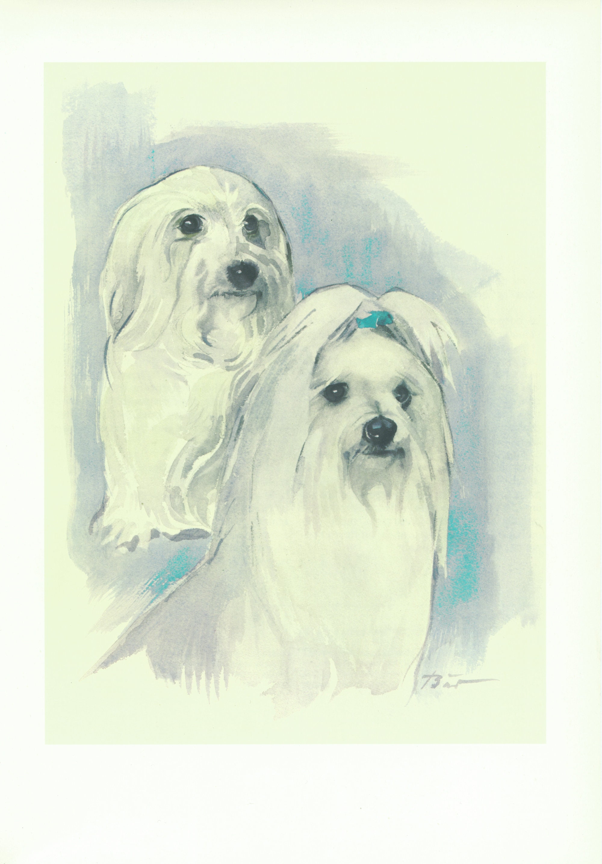 1975 Vintage Illustration de Bichon Maltais Blanc. Petite Affiche Petit Chien. Cadeau Véto. Aquarell