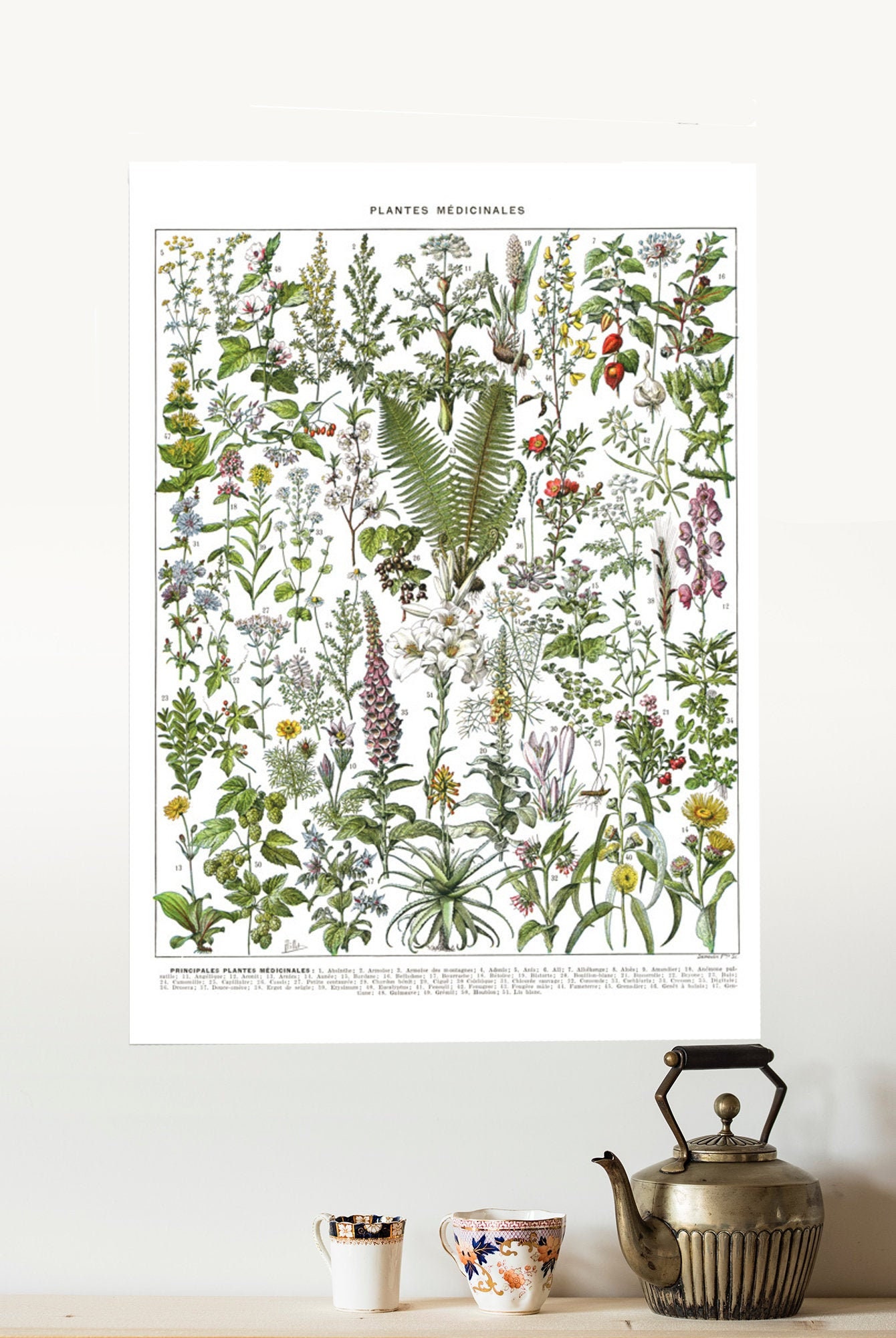 45x61cm Grande Affiche Botanique de Plantes Médicinales A à F. Deco Herboristerie. Grand Poster. Cad