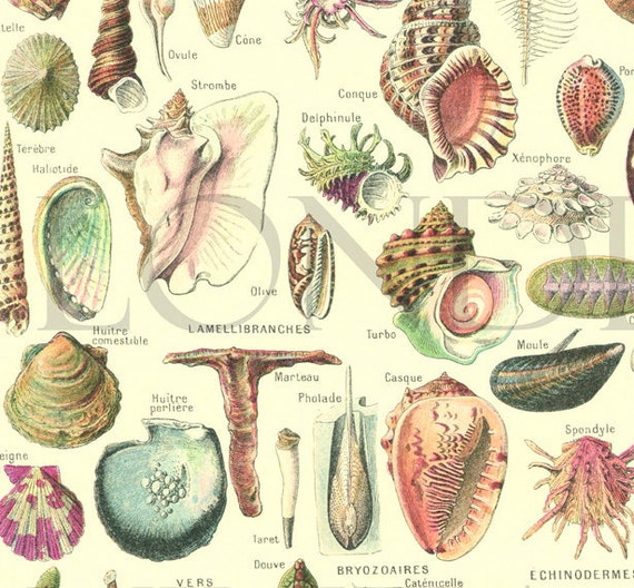 1839 - Mollusque porcelaine (Cyprée) - Gravure ancienne