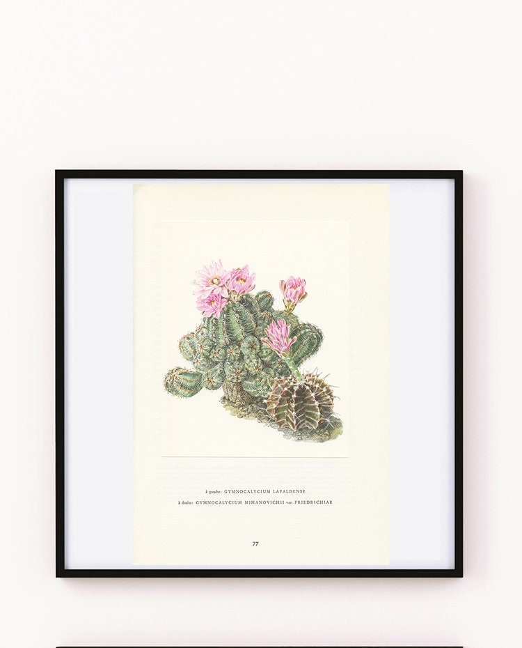 1954 Illustration de Cactus Roses Vintage Gymnocalycium Cadeau Plantes Art Botanique Déco Nature Bot
