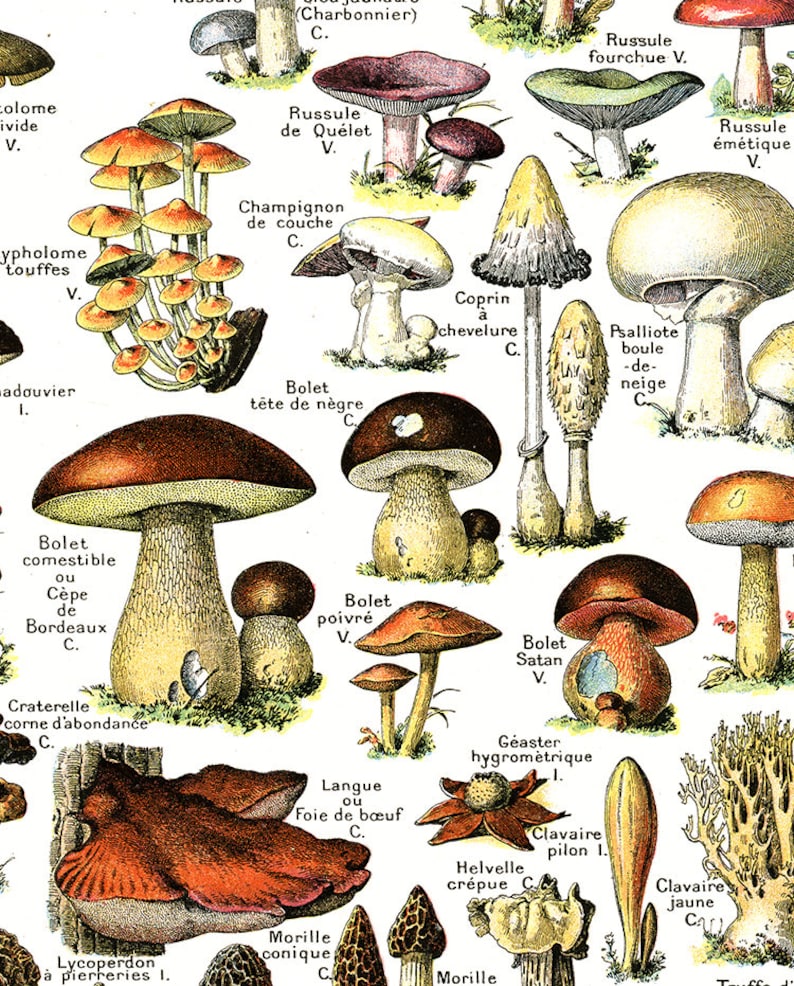 Last minute gift for hostess Farmhouse decor rustic country wall art Large digital download mushroom art Printable vintage kitchen decor