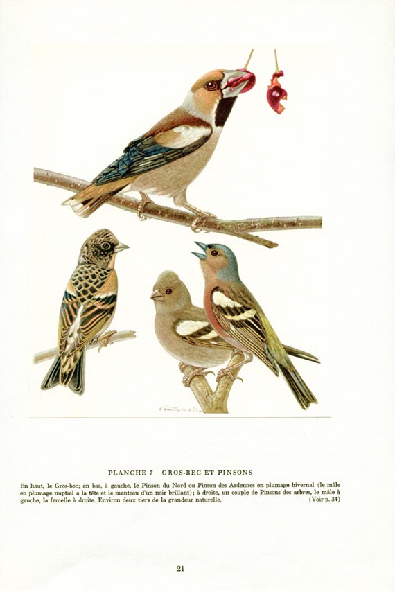 Pinsons Vintage 1961 Illustration Doiseaux Vintage Poster De Passereaux Image Doiseaux Déco Oiseau Peinture Gros Bec Cadeau Ornithologie