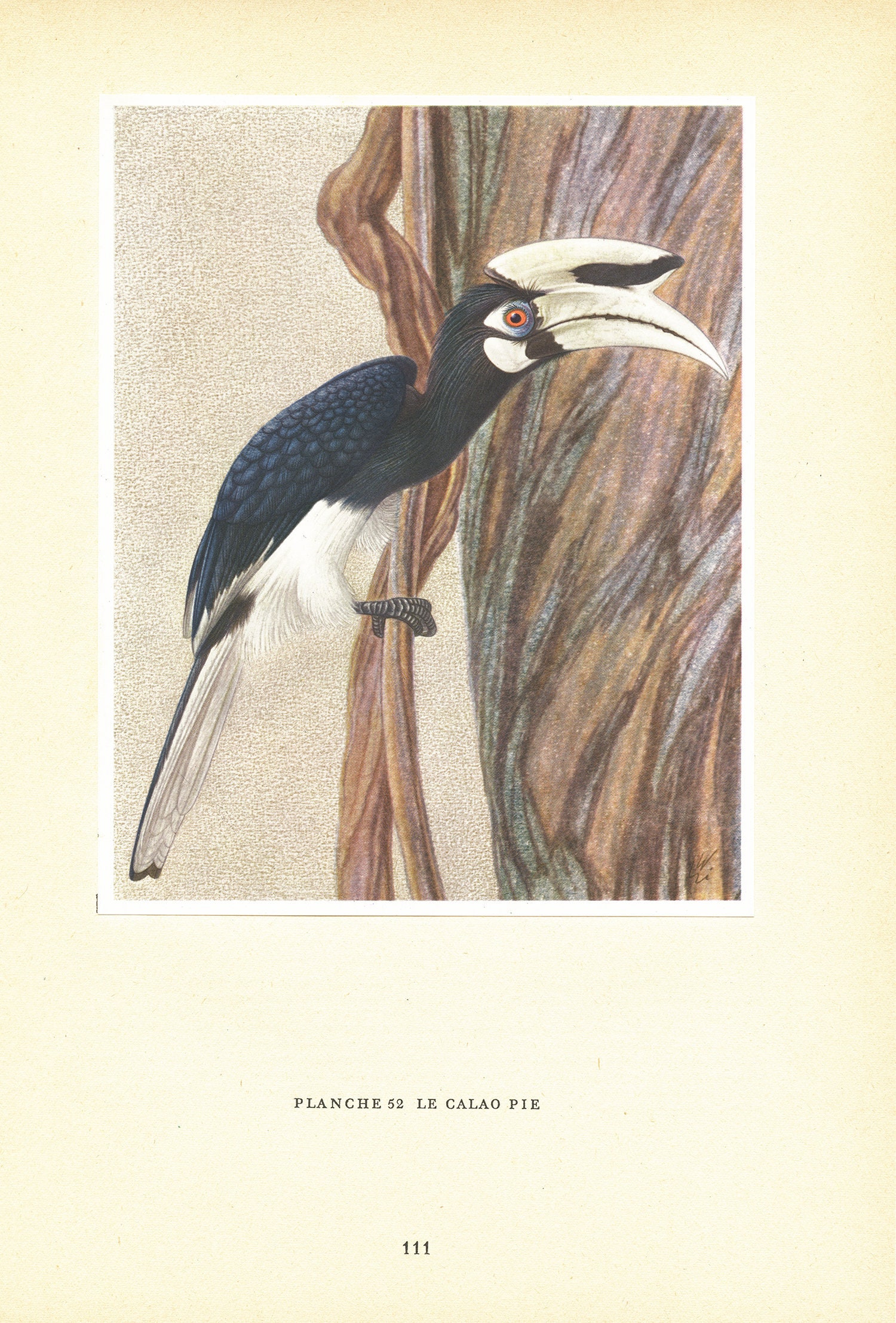 Illustration de Calao Pie Noir et Blanc Vintage 1961. Petite Affiche d'oiseaux Tropicaux. Décoration
