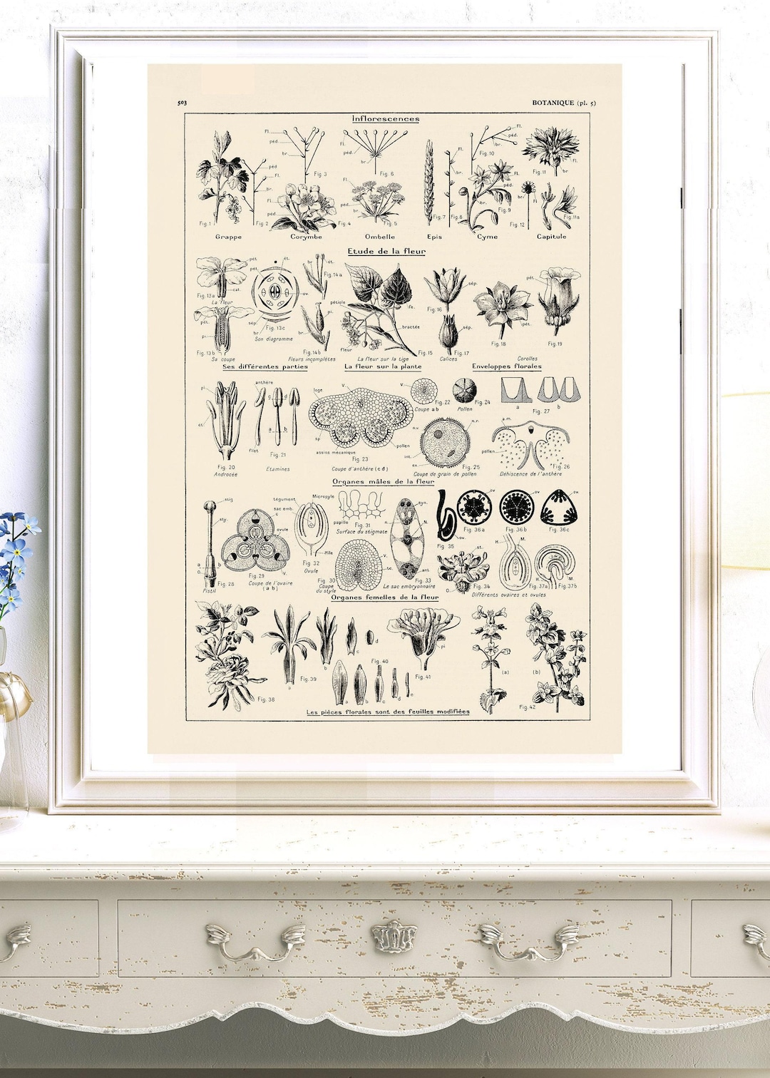 Large Plant Botanics Poster Giclee Print Reprint 1938 Antique Natural ...