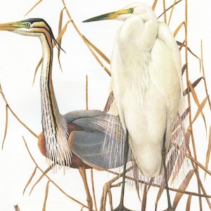 1962 Great egret & purple heron bird art for vintage wading bird decor. White water bird print gifts for bird nerds by Barruel - Cabincore Bild 2