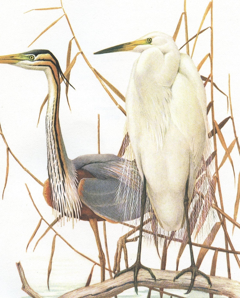 1962 Great egret & purple heron bird art for vintage wading bird decor. White water bird print gifts for bird nerds by Barruel - Cabincore Bild 2
