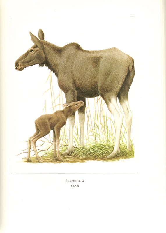 1970 Illustration d'elan Vintage Image Animalière Déco Nature Cadeau Elan Mammifères d'europe Animal