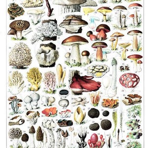 1936 Mushrooms print, vintage mushroom chart for cottagecore kitchen decor, Forest Mushroom art, cabincore woodland botanical illustration image 1
